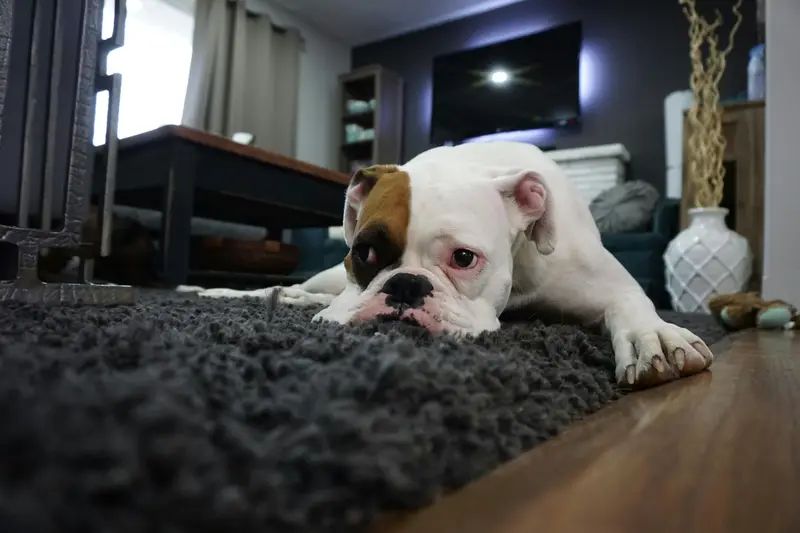 Dog Diarrhea: Can an Online Vet Help?