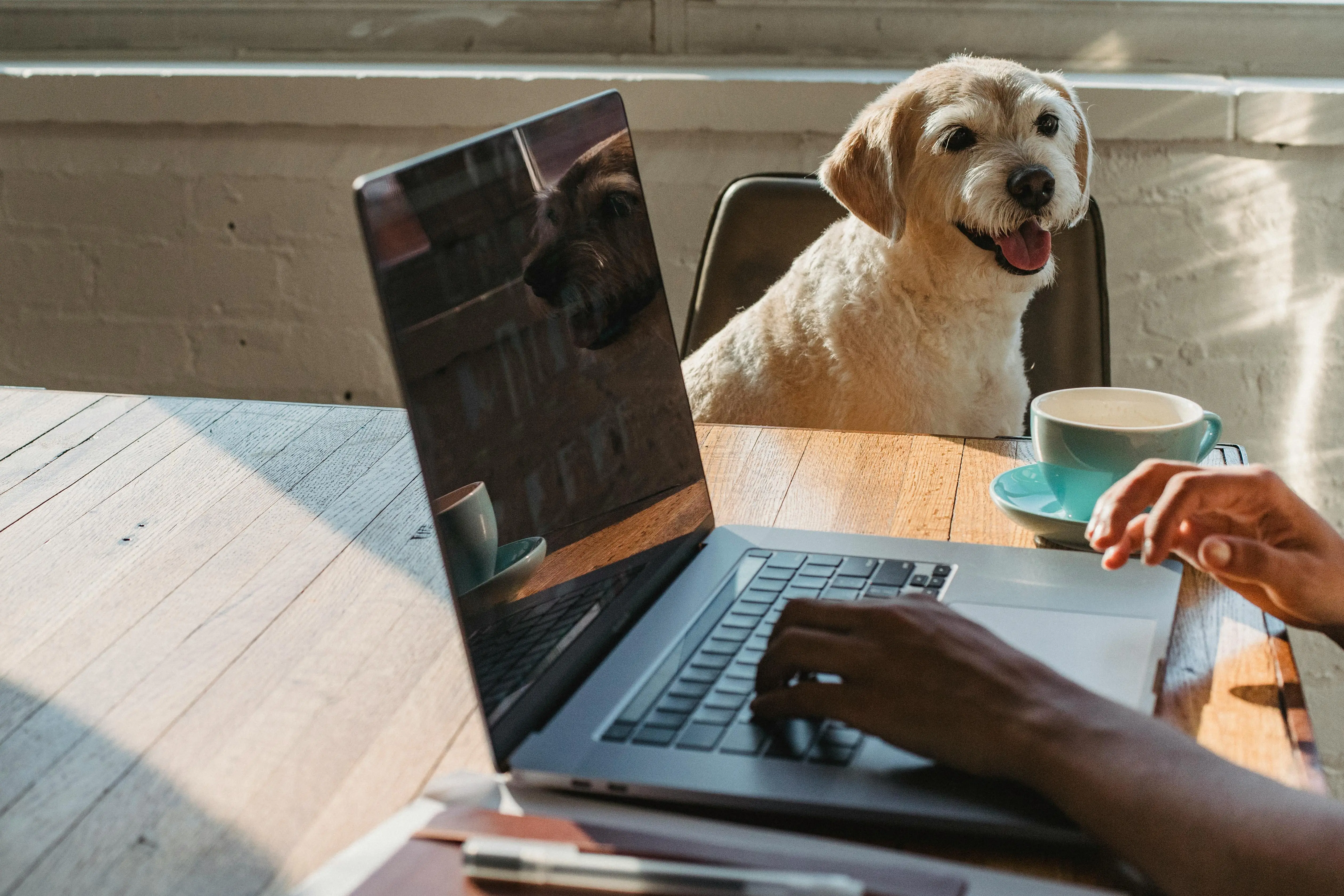 6 Reasons an Online Vet Will Benefit You and Your Pet