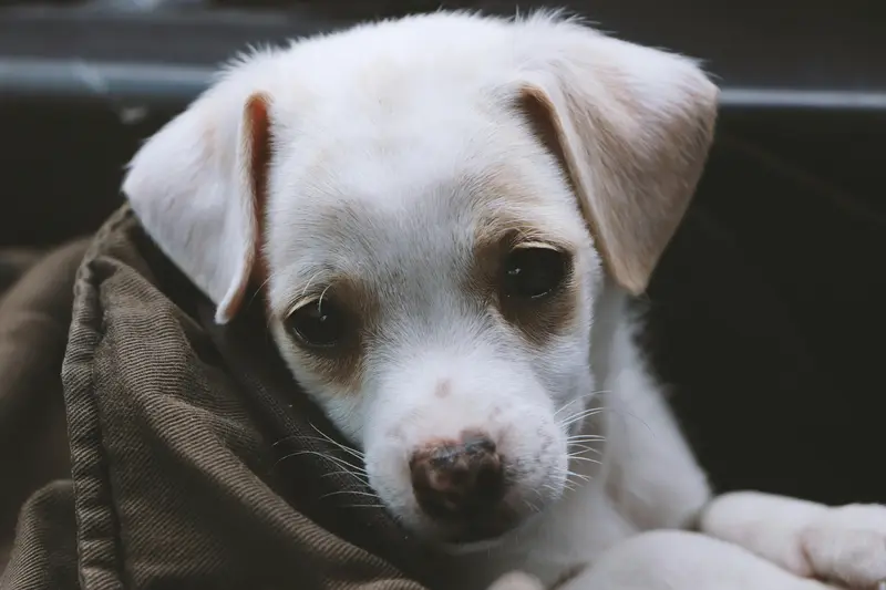 How Online Vets Help Dogs With an Upset Stomach: Causes, Treatment, and When to Seek Care