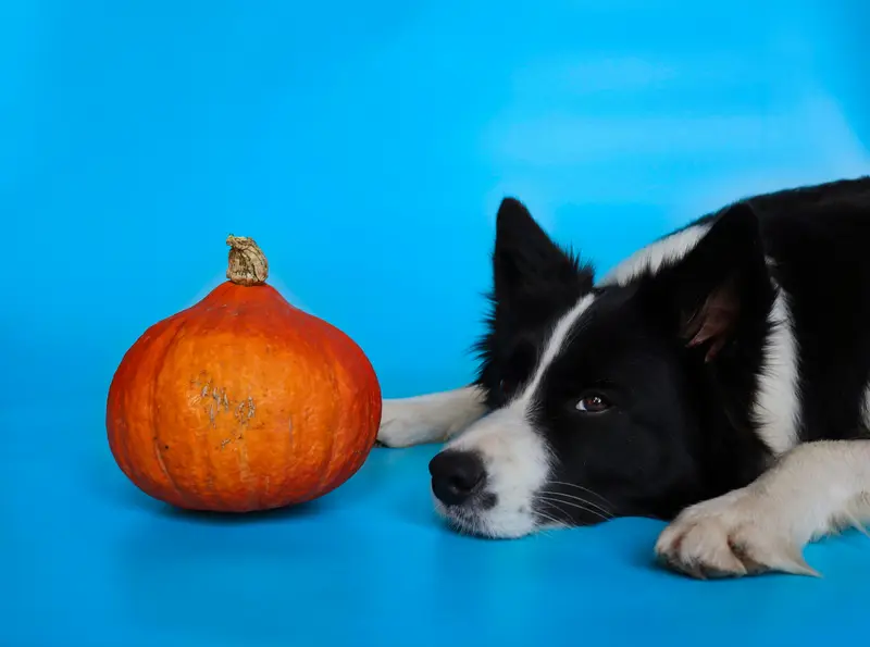 Thanksgiving Safety Tips for Pets