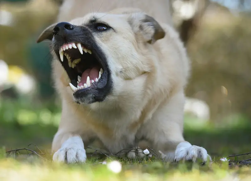 How an Online Vet Can Help with Pet Behavioral Problems