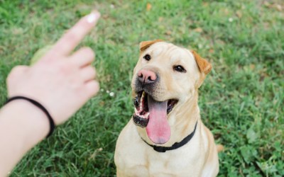 The Importance of Pet Training