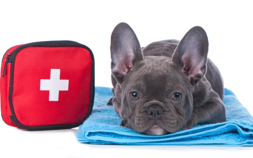 First Aid for Your Pet