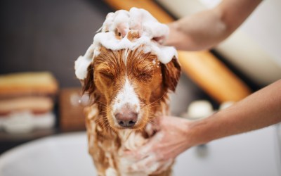 Giving Your Dog a Bath