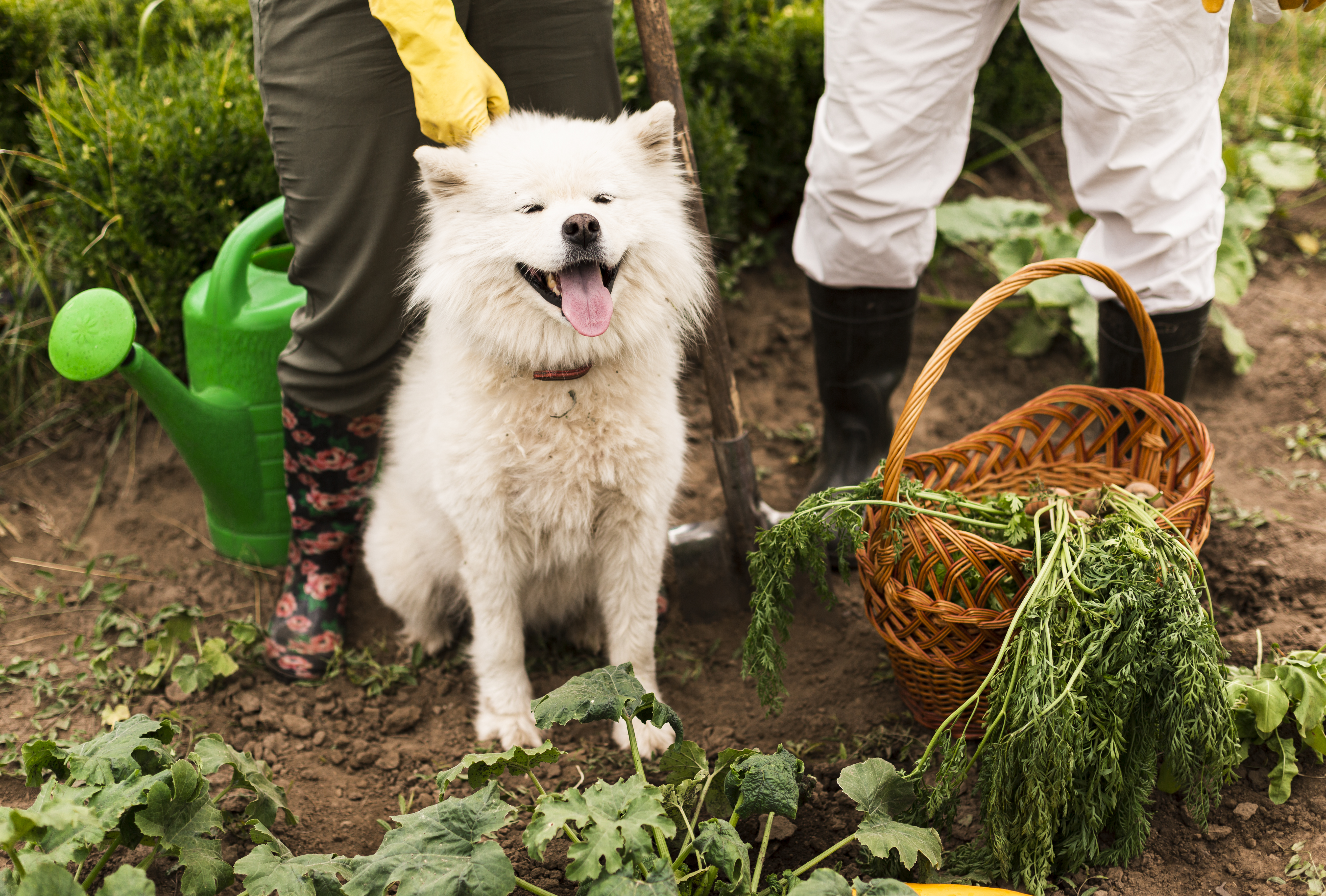 Pet-Safe Gardening: Protecting Your Pets and Plants
