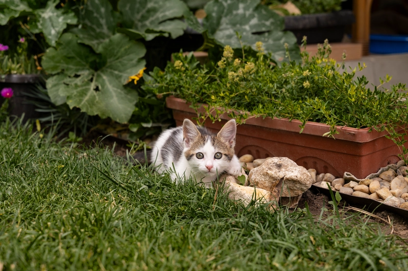 A cat crouched down in grass, next to a raised garden bed, which is another good component of a pet-safe garden.