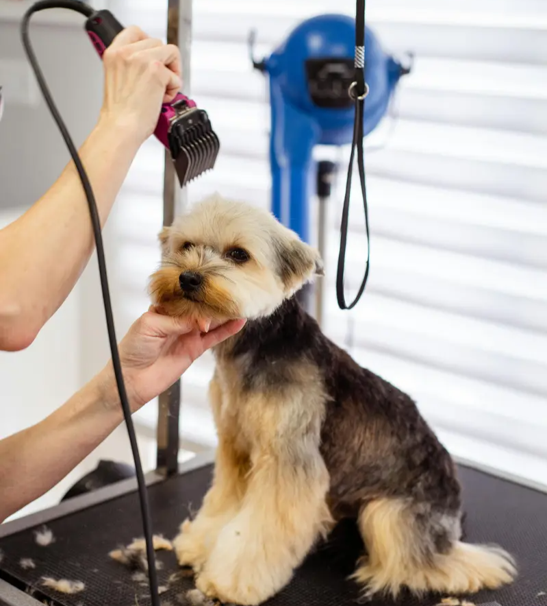 a dog getting his fur trimmed at a grooming session in preparation for summer