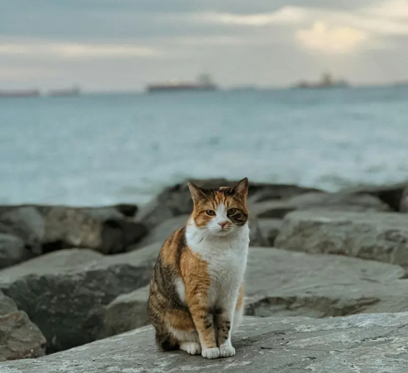 a cat sits on a rock overlooking the ocean