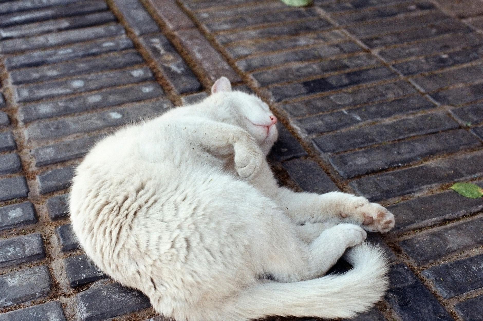 white cat sleeping on dirty pavement