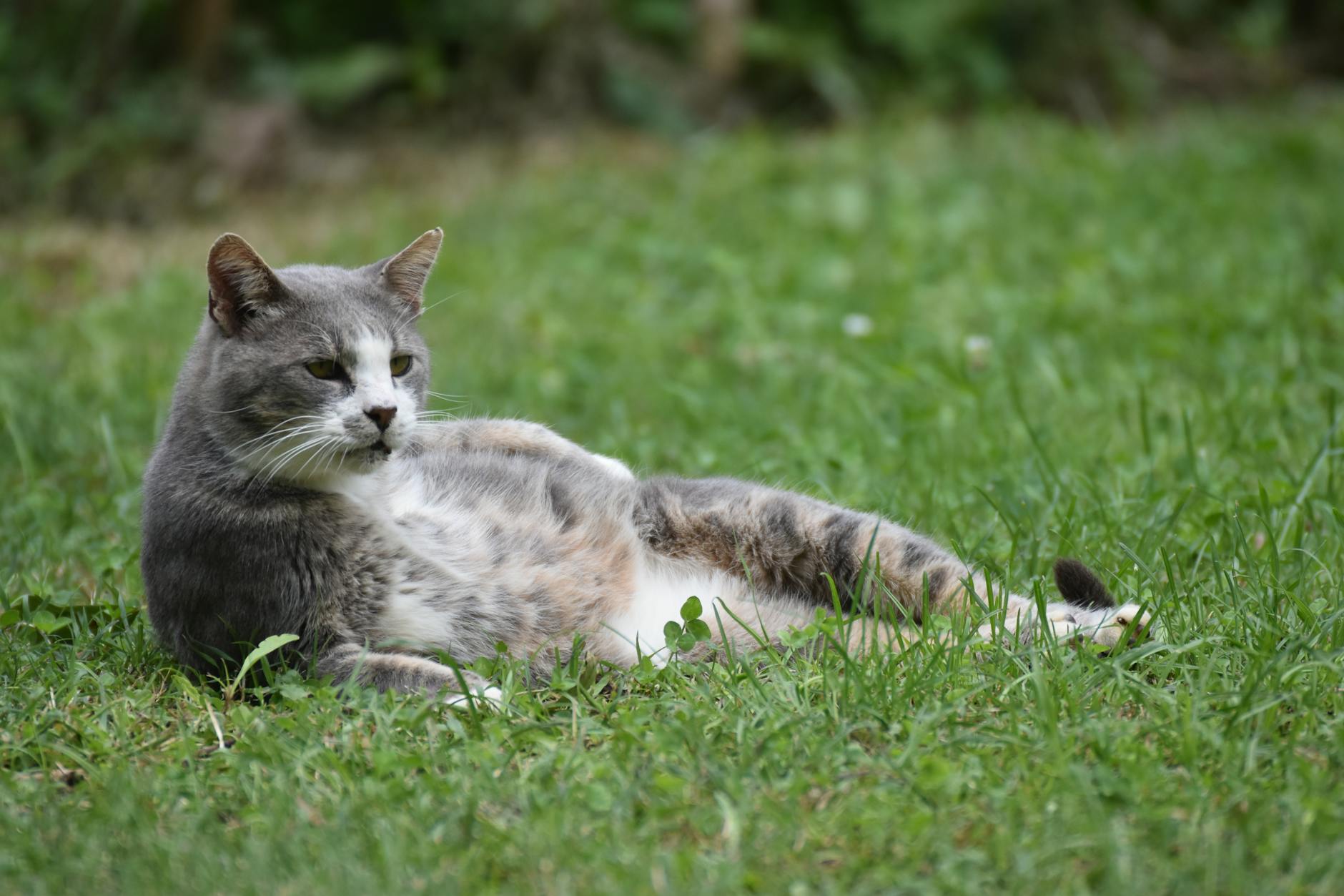 relaxed grey cat lying on green grass lawn