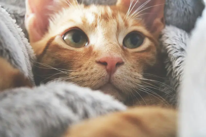 a cat cuddled into a fluffy blanket