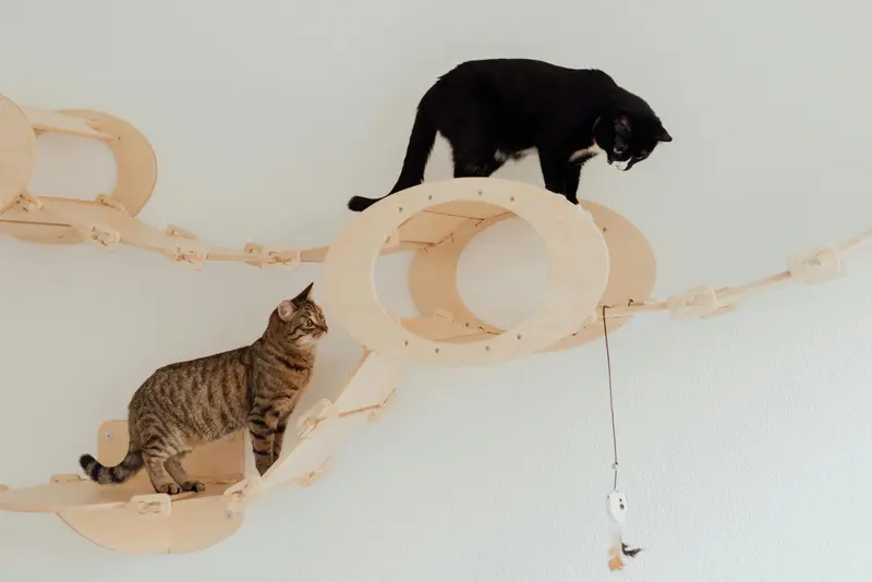two cats on a play structure