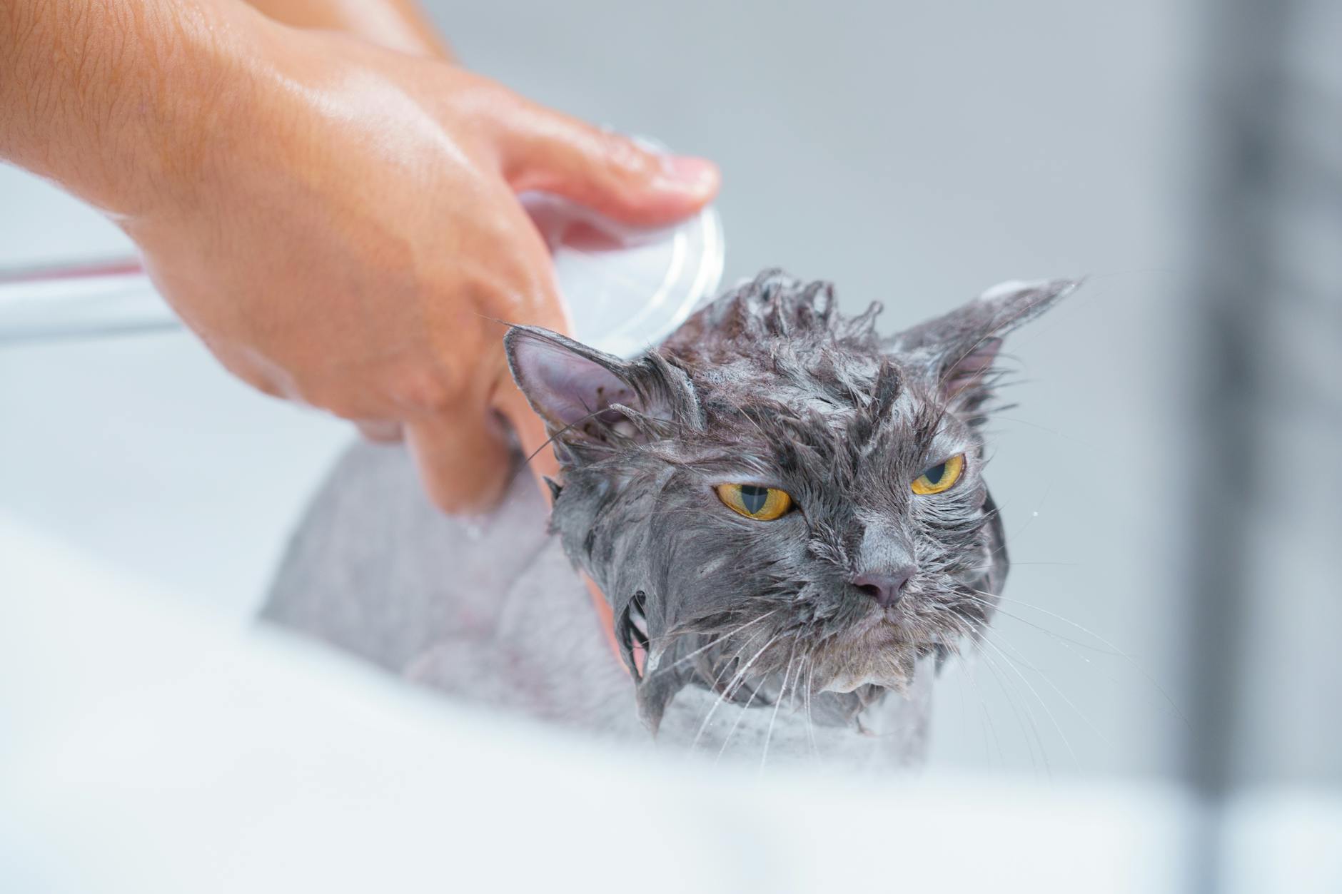 close up shot of a person bathing a gray cat