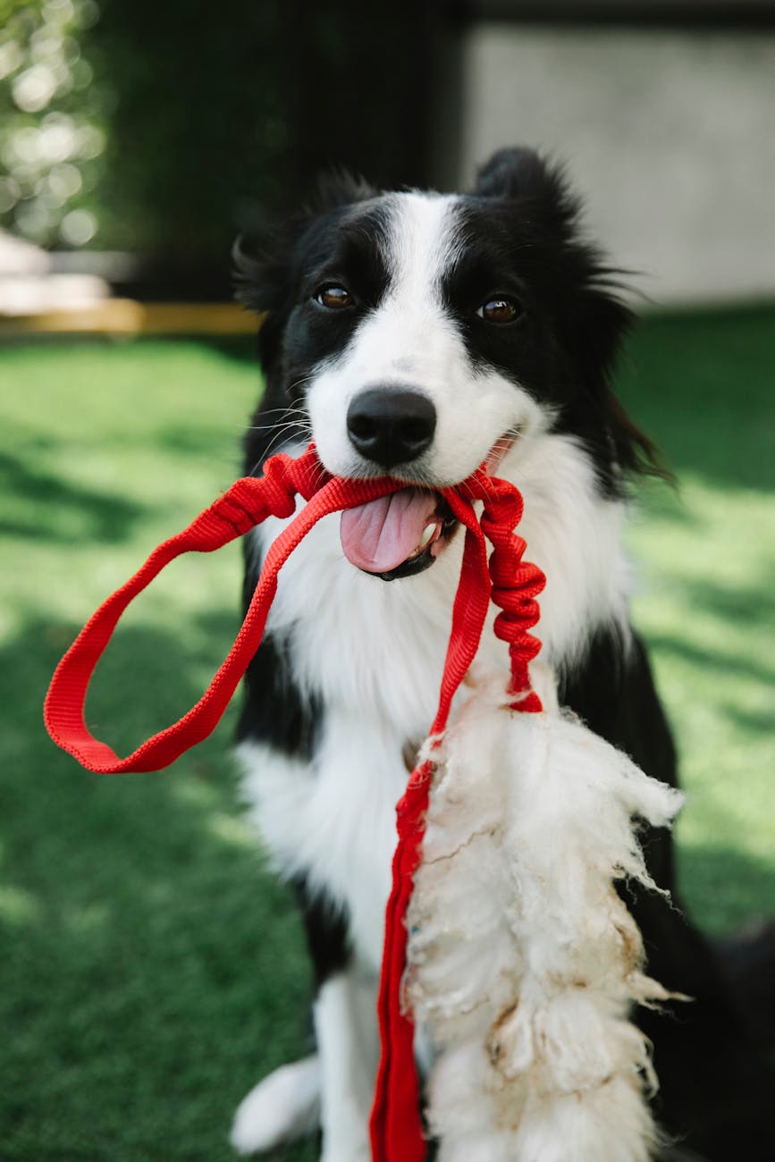 funny dog sitting on grass with leash in mouth
