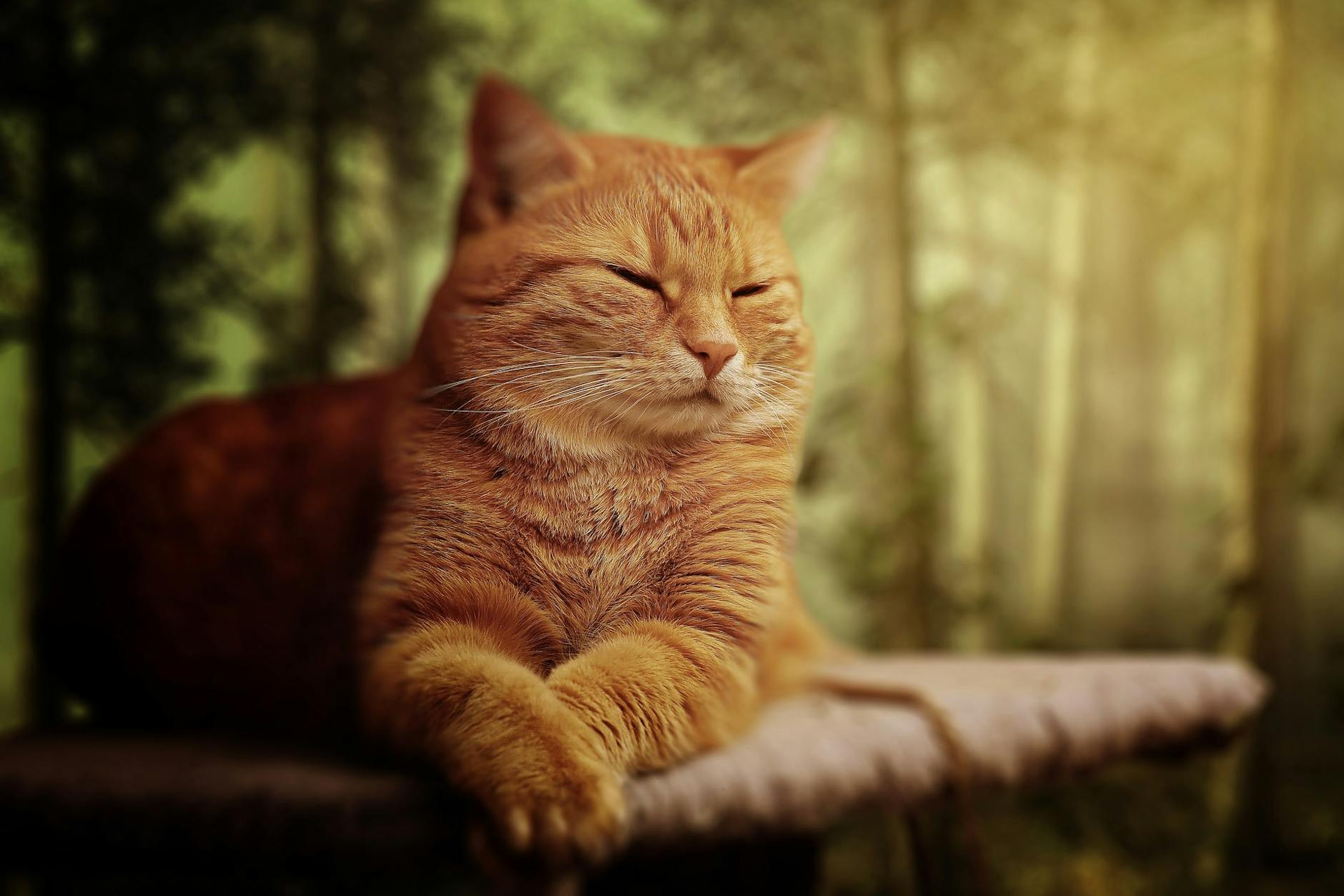 short furred orange cat on brown surface