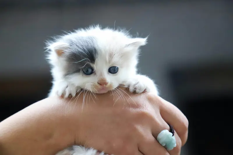 Kitten Chaos: Surviving the Cutest Mayhem