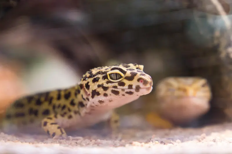 Reptile Rendezvous: Unusual Pets for Adventurers