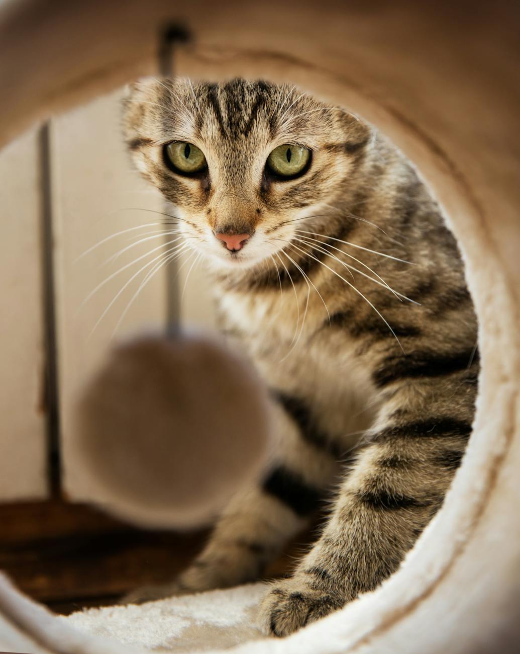brown and black tabby cat on cat cave