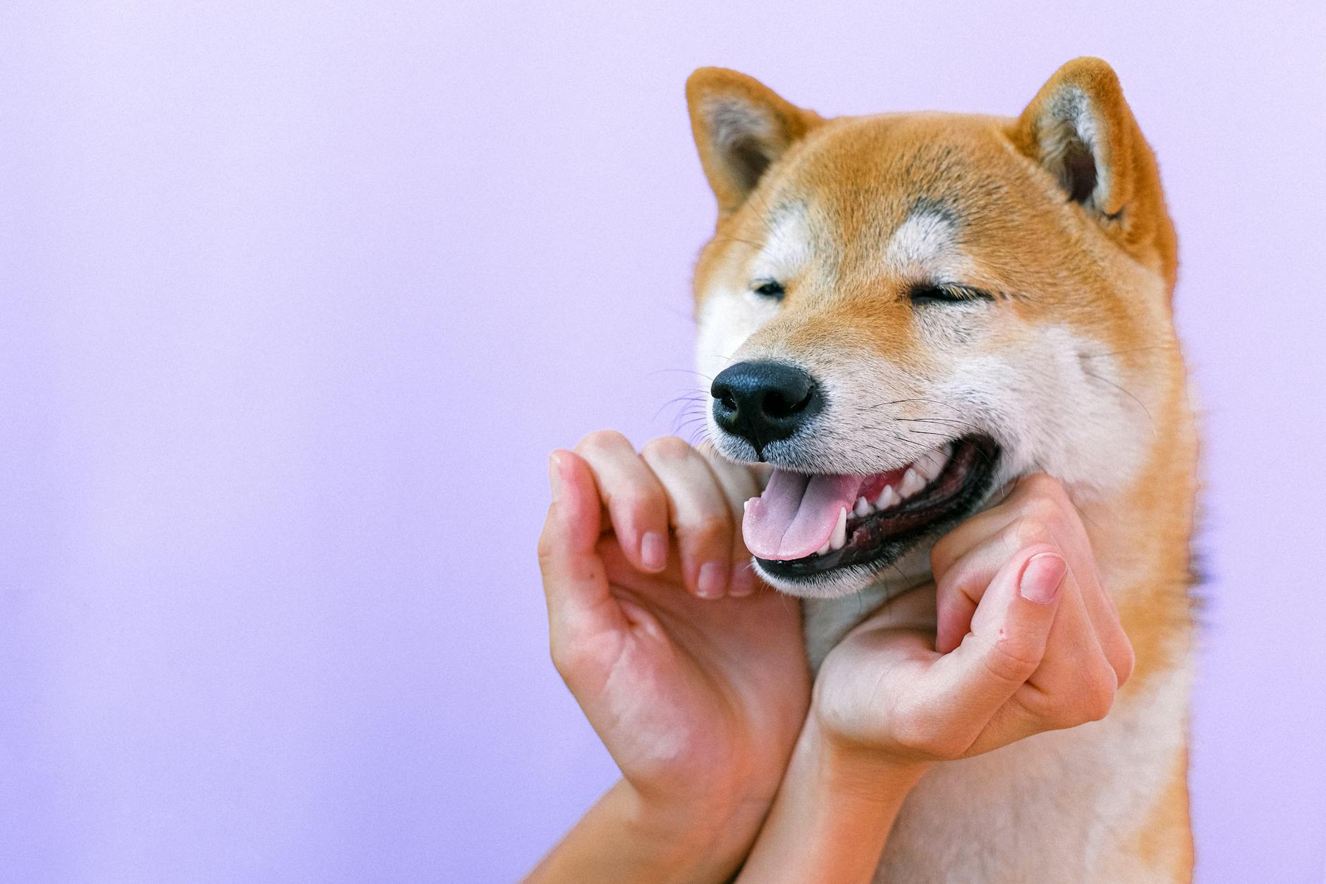 Pawsome Secrets: What Dogs Really Want