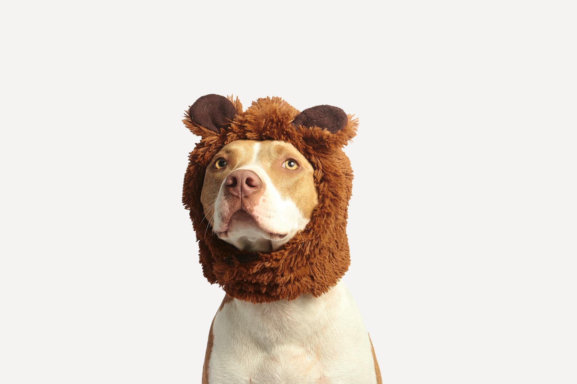 Pet Love: Unconditional Fur Families