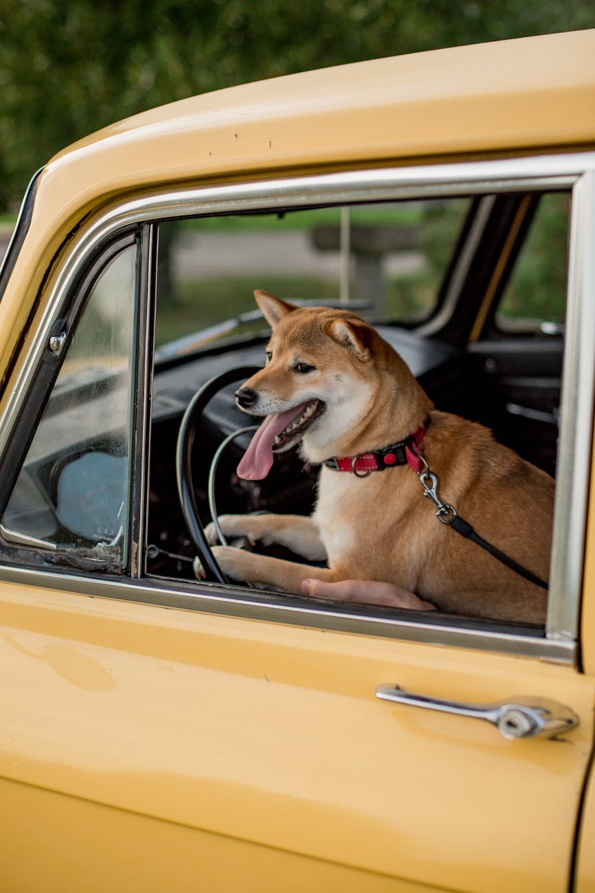 a dog inside a vehicle