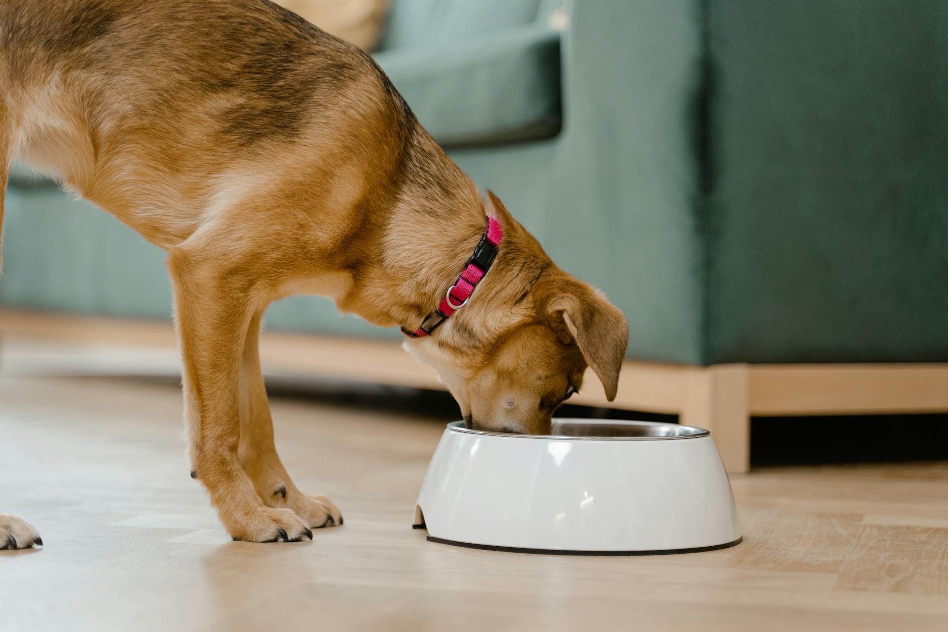 brown dog eating