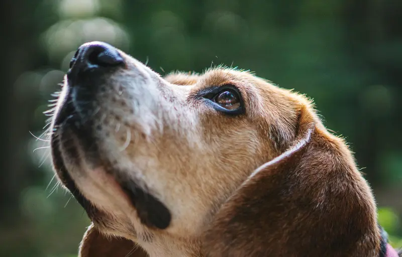 The Science Behind a Pet’s Sense of Smell