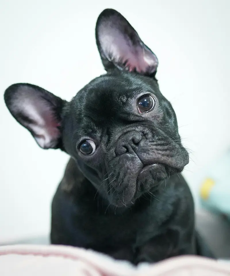 The Dog Head Tilt