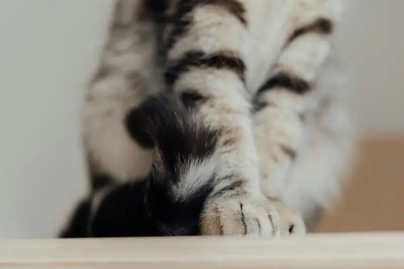 What Is Cat Kneading? Reasons and Meaning