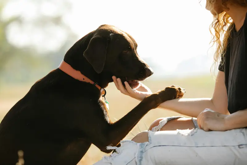 Pet Allergies and Immunity