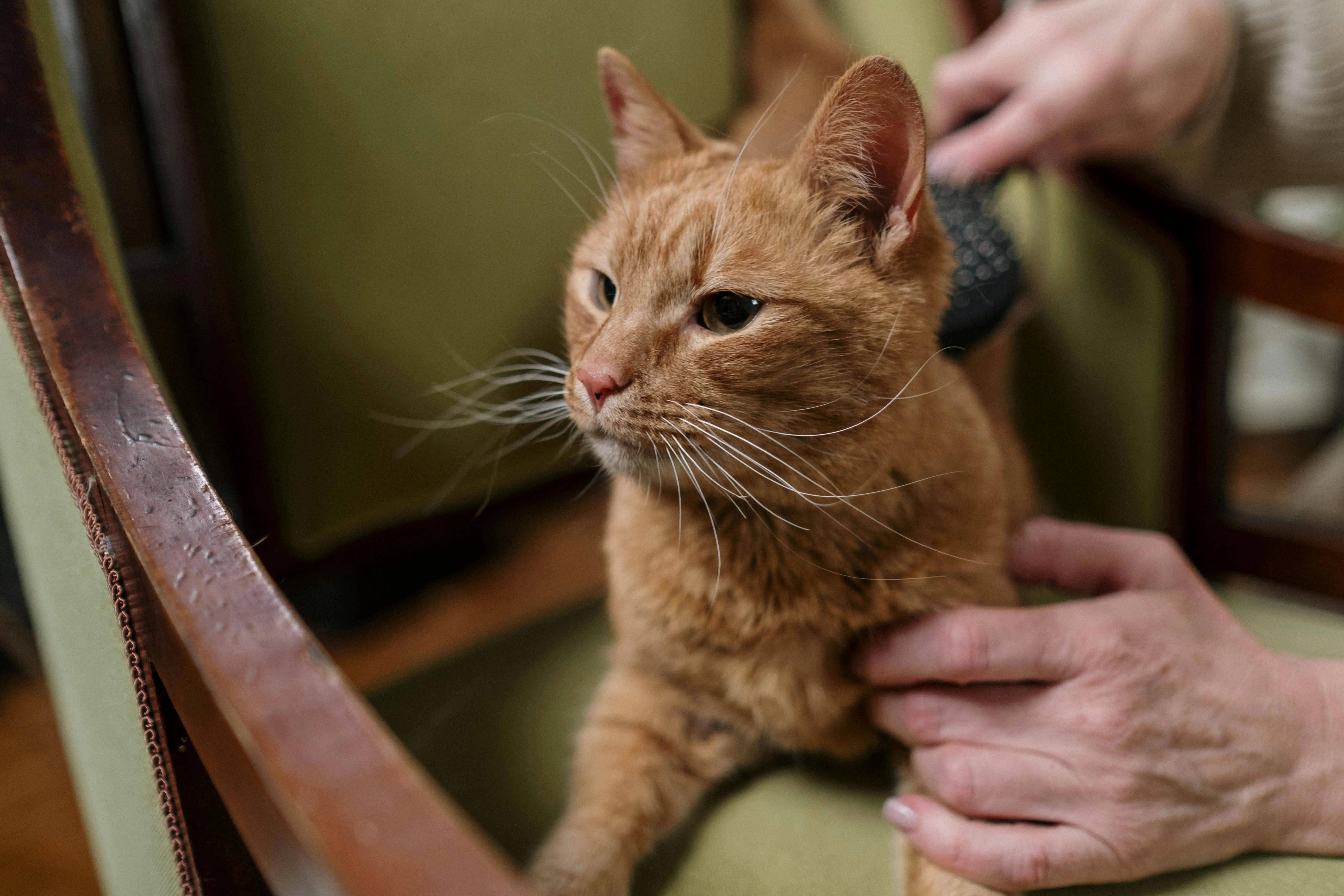 Does a Pet’s Coat Color Affect Their Personality?