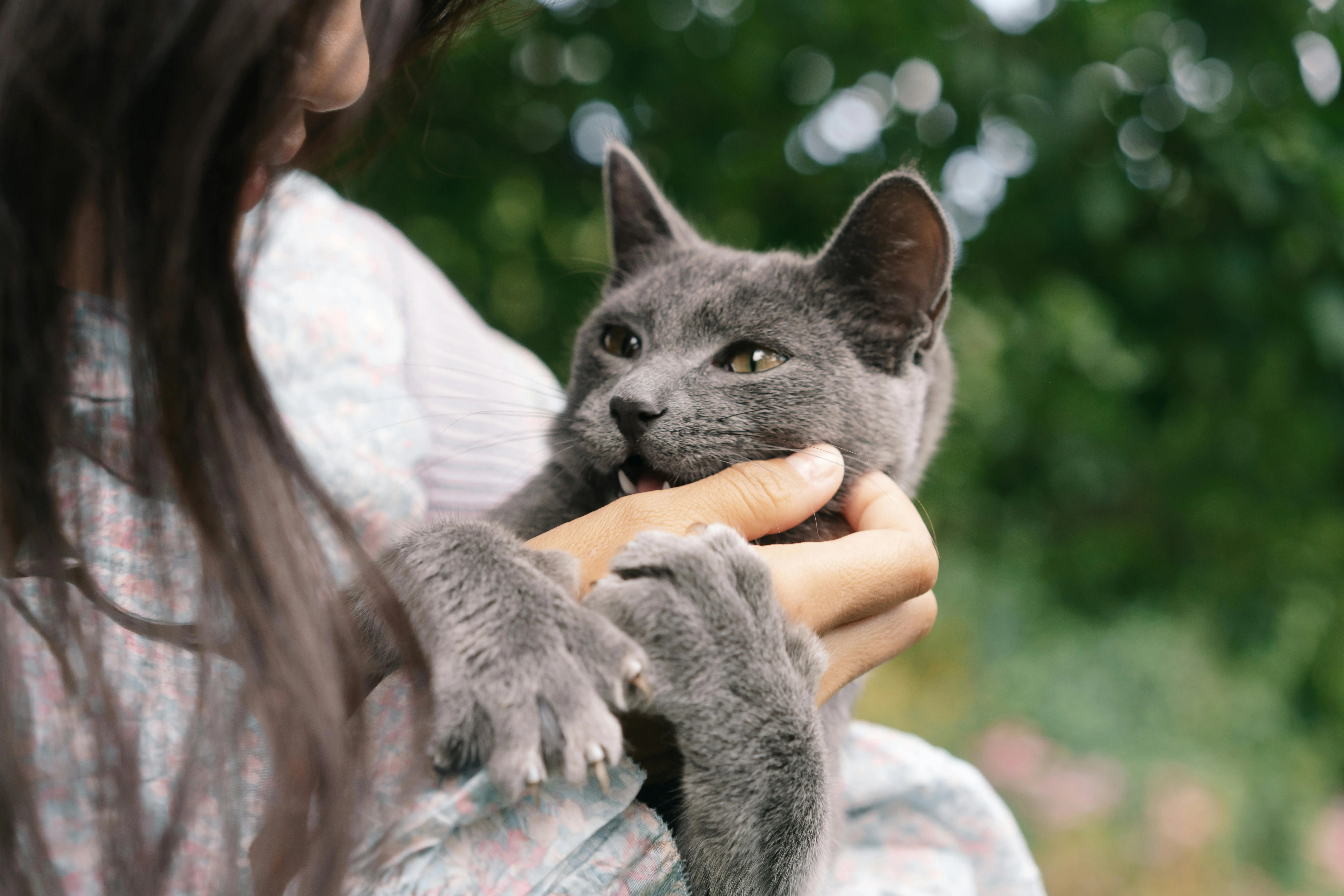 Why Your Cat Bites When You Pet Them and How to Stop It