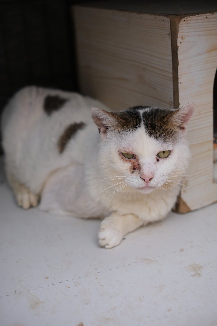 What Cognitive Decline Looks Like in Dogs and Cats
