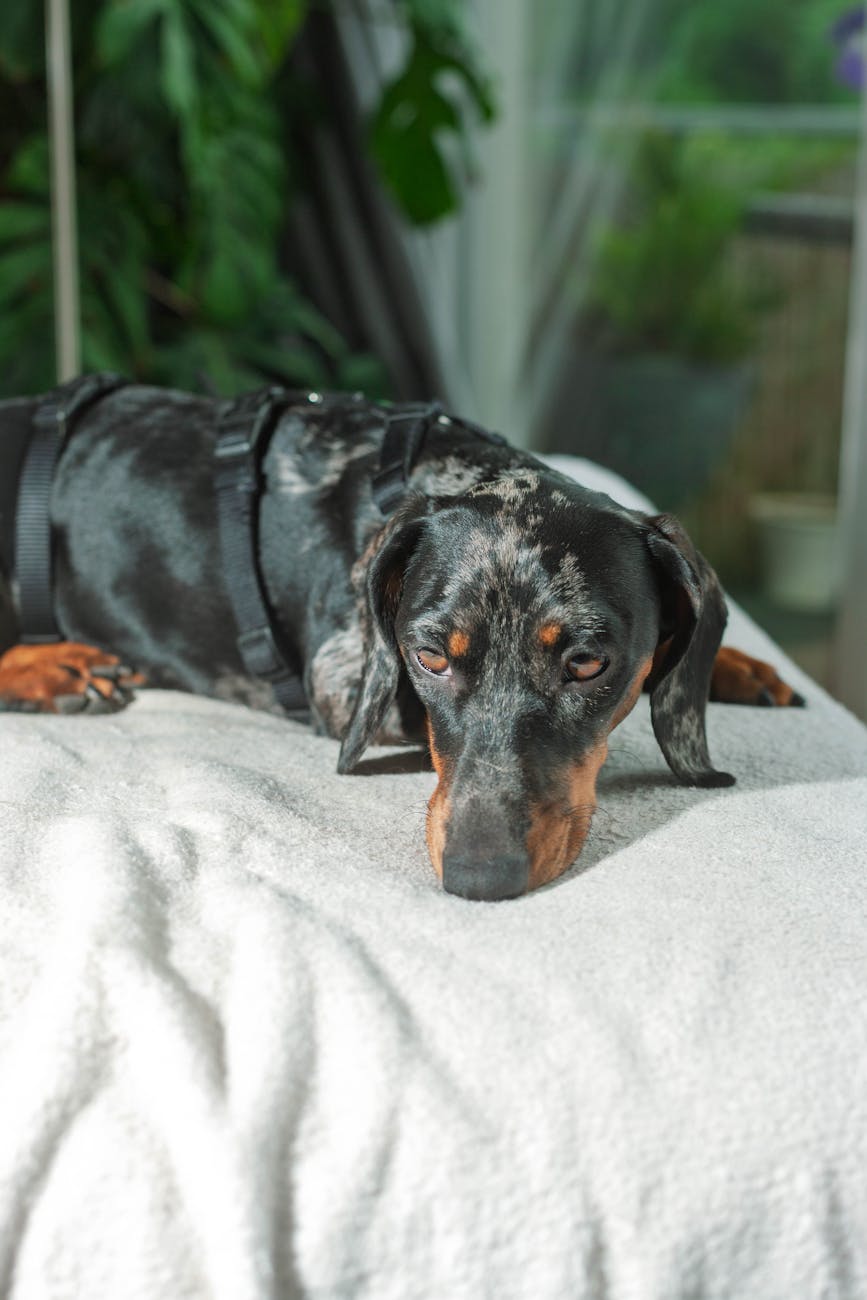 What science says about animal sleep cycles