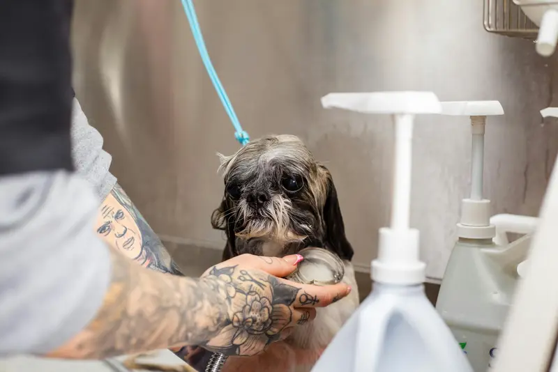 How Often Should You Bathe Your Pet?