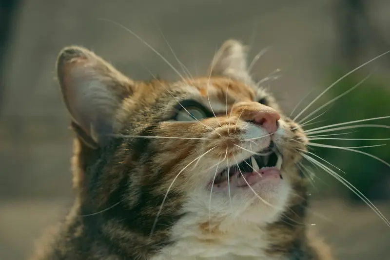How Do Cat Whiskers Work? A Simple Guide to Your Cat’s Secret Superpower