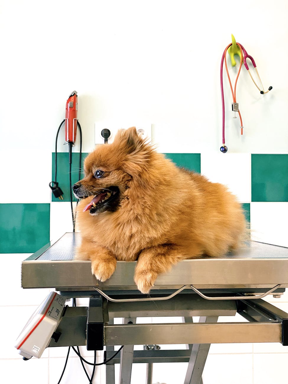 happy dog sitting on grooming table