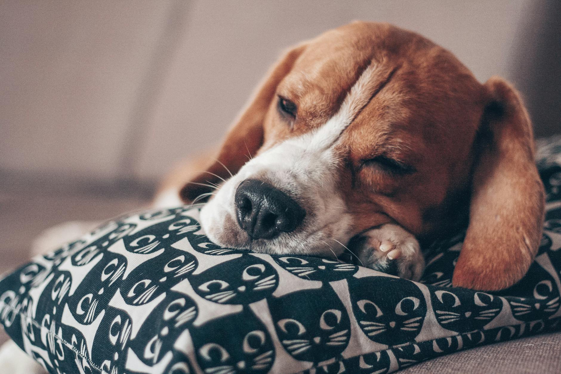 What The Sleeping Position of Your Dog Says About Their Health