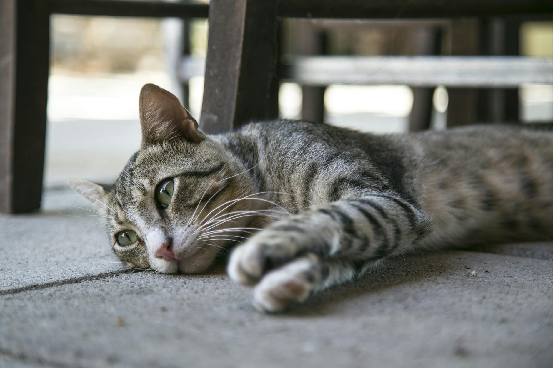 Can Pets Sense Human Emotions? The Research Behind Animal Empathy