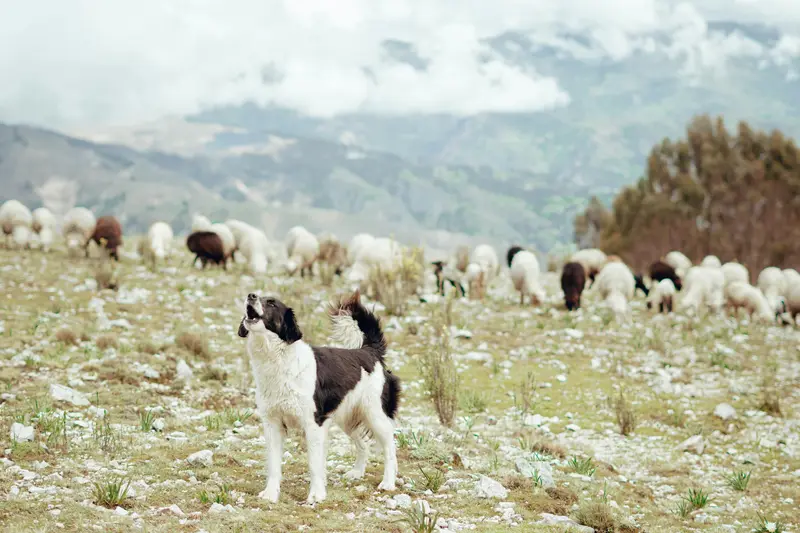 How Domesticated Animals Changed Civilization