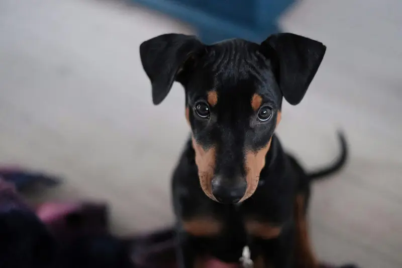Do Pets Get Jealous? Signs and Solutions for Jealous Dog and Cat Behavior