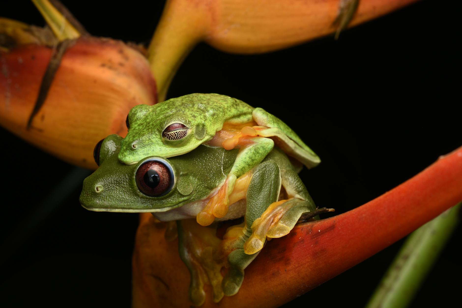 10 Exotic Pets That Are Surprisingly Easy to Care For