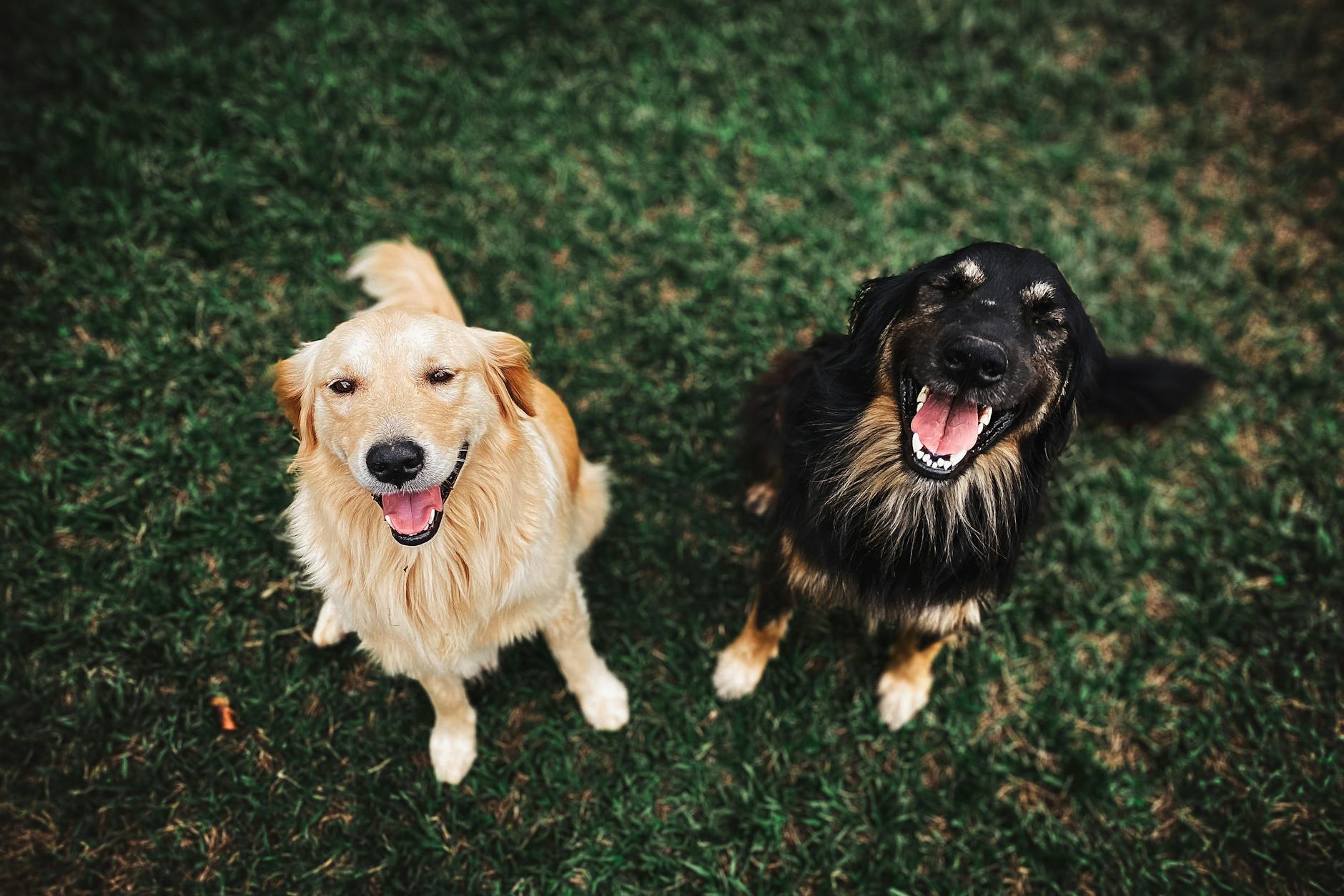 The Hidden Meaning Behind Your Dog’s Tail Wagging