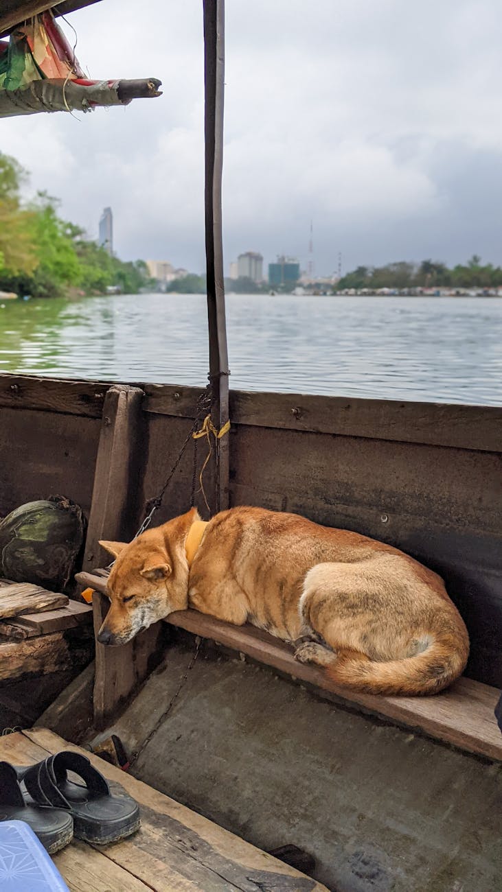 Enough Sleep: What Can You do to Improve Your Pet’s Sleep?