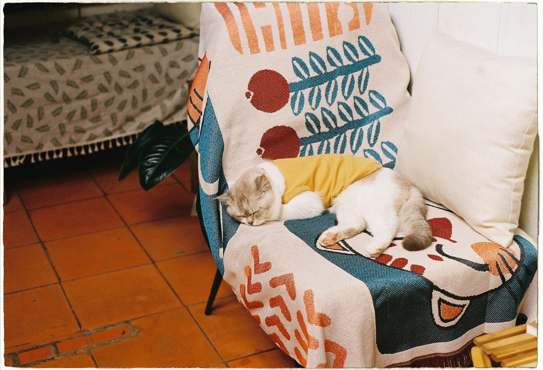 How to Spot Signs of Pain in Pets (Even if They’re Hiding it)