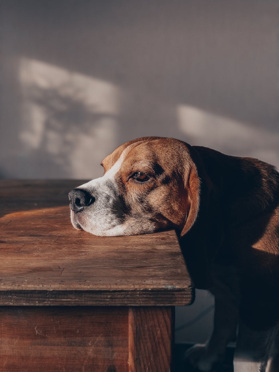 How Long Can You Leave Your Pet Home Alone?