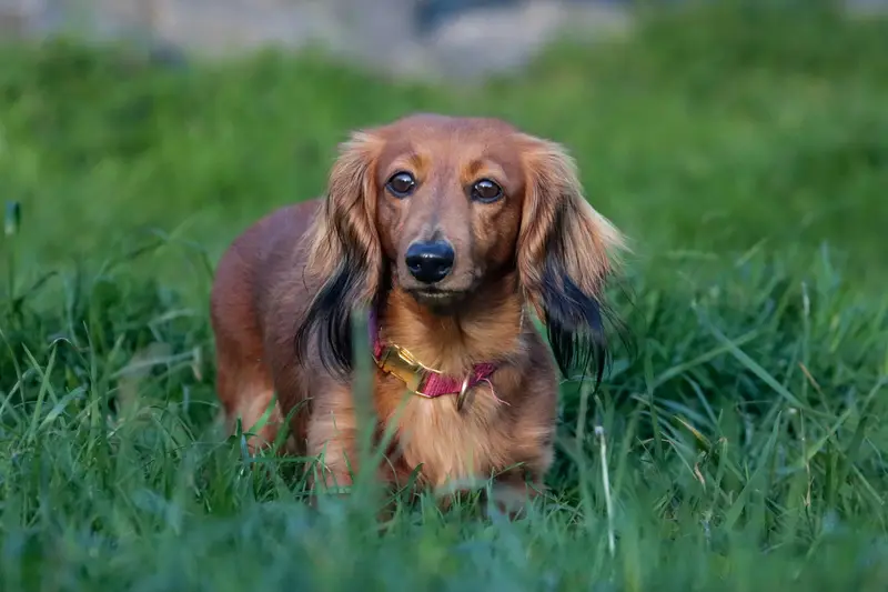 Dogs Eating Grass: A Worry?