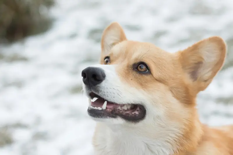 Cold Weather Pet Myths That Could Put Them in Danger