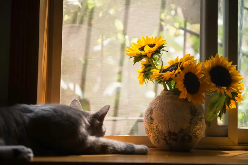 Why Pets Love Windows So Much