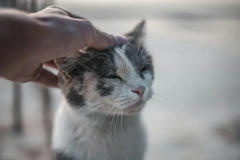 Therapy Animals vs. Emotional Support Animals: What’s the Difference and Which One Might Be Right for You?